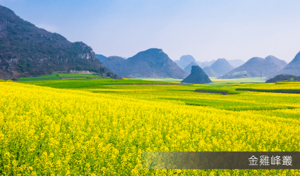羅平油菜花田金雞峰叢
